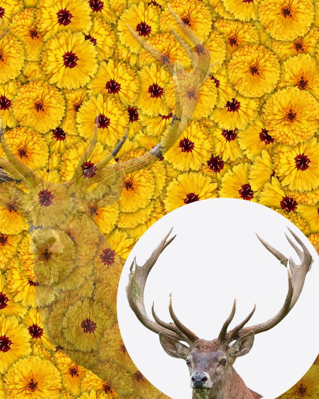 Vain yksi kymmenestä löytää kuvasta peuran 7 sekunnissa: erittäin monimutkainen optinen harha