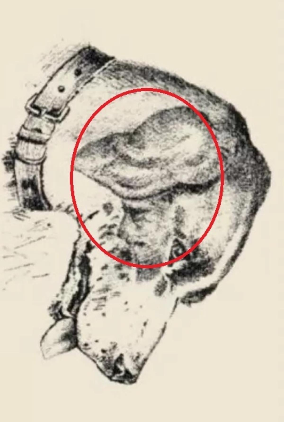 Ihmiskasvot olivat koiran korvassa / piirros safalta.com