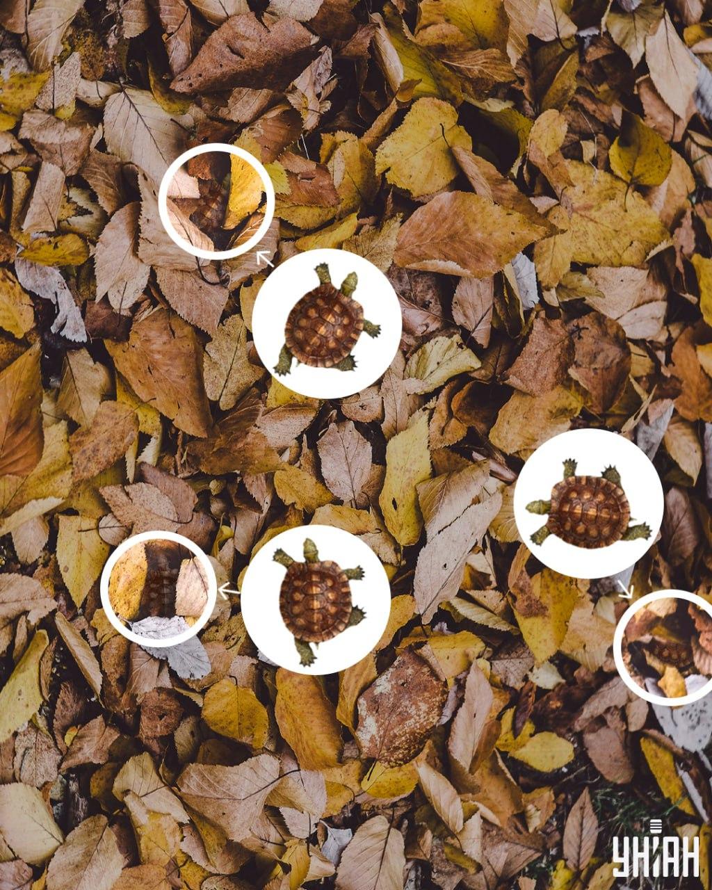 Kilpikonnankuoret voidaan helposti sekoittaa kellastuneisiin lehtiin / Moje-kollaaseihin