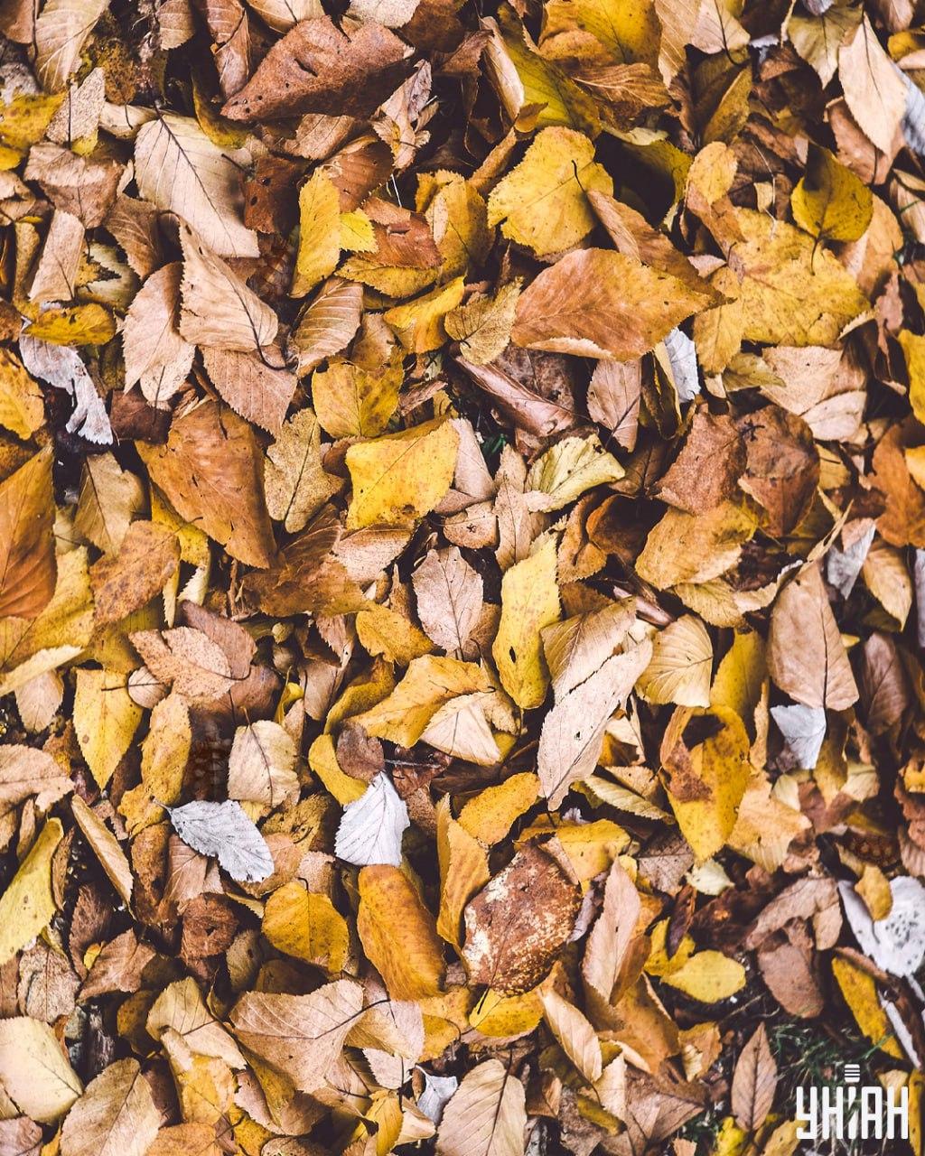 Meidän on löydettävä kilpikonnia lehtien joukosta / Moje kollaasi