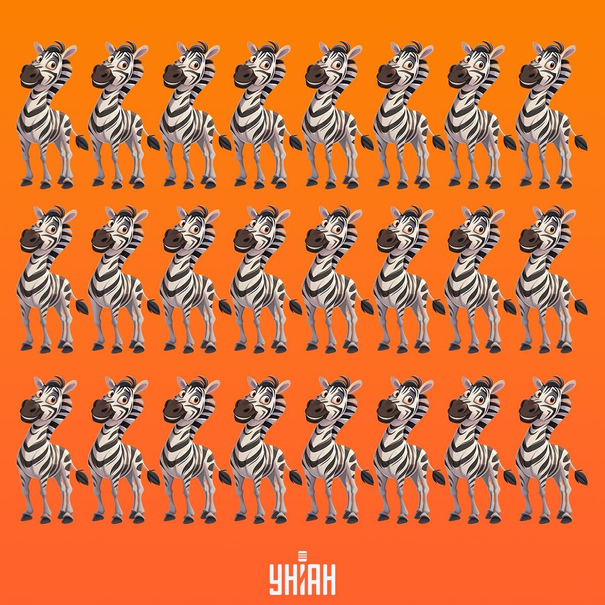 Meidän on löydettävä seepra ajoissa, mikä ei ole kuin muut / Moje kollaasi