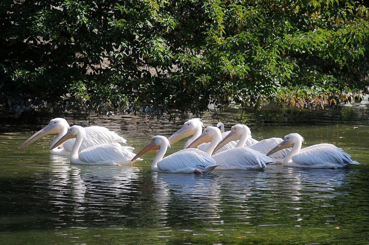 Sinun täytyy löytää lintu, joka eroaa muista alle 10 sekunnissa / Moje kollaasi