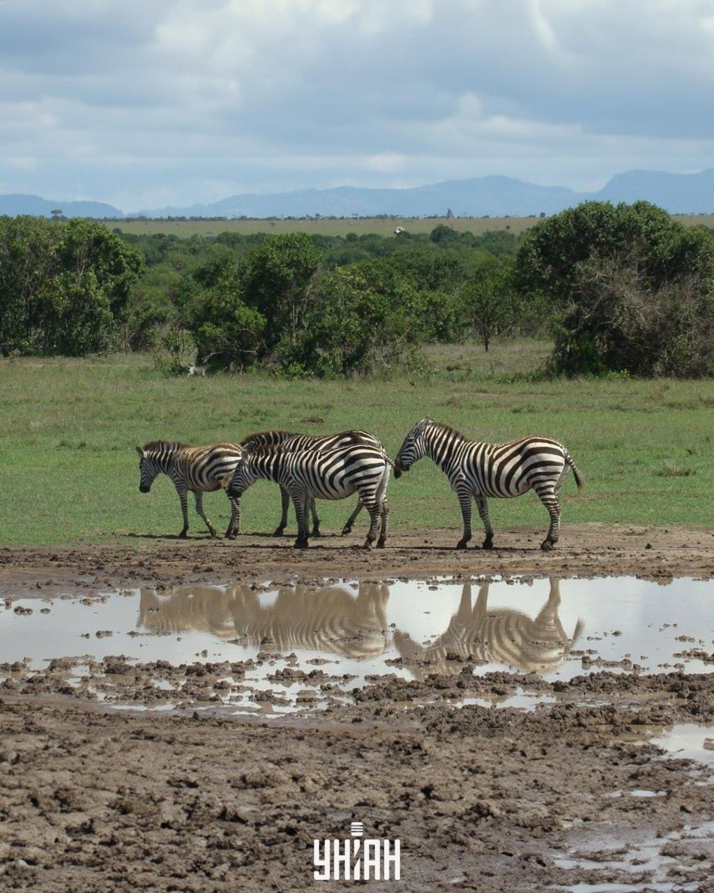 Meidän on löydettävä koira ajoissa / kollaasi valokuvilla Moje