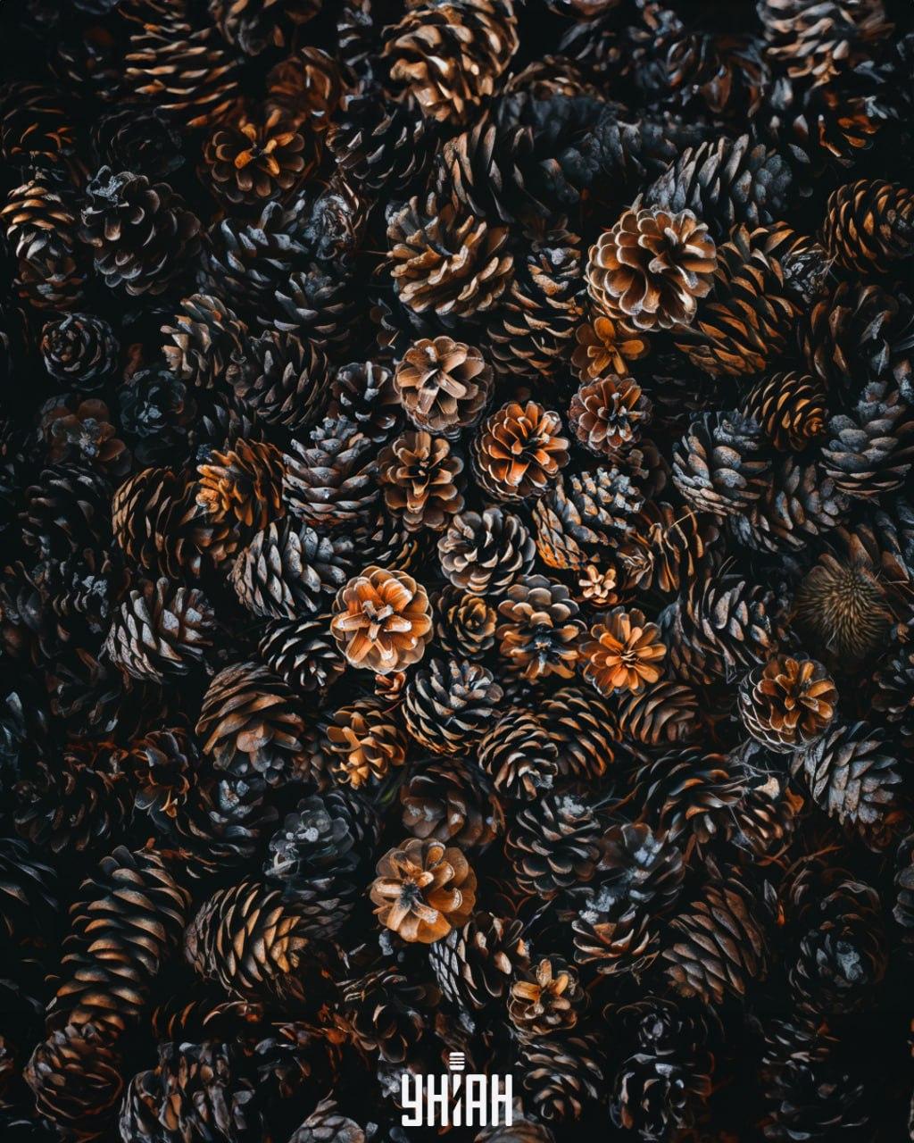 Meidän on löydettävä käpyjen joukosta siili / Moje-kollaasi