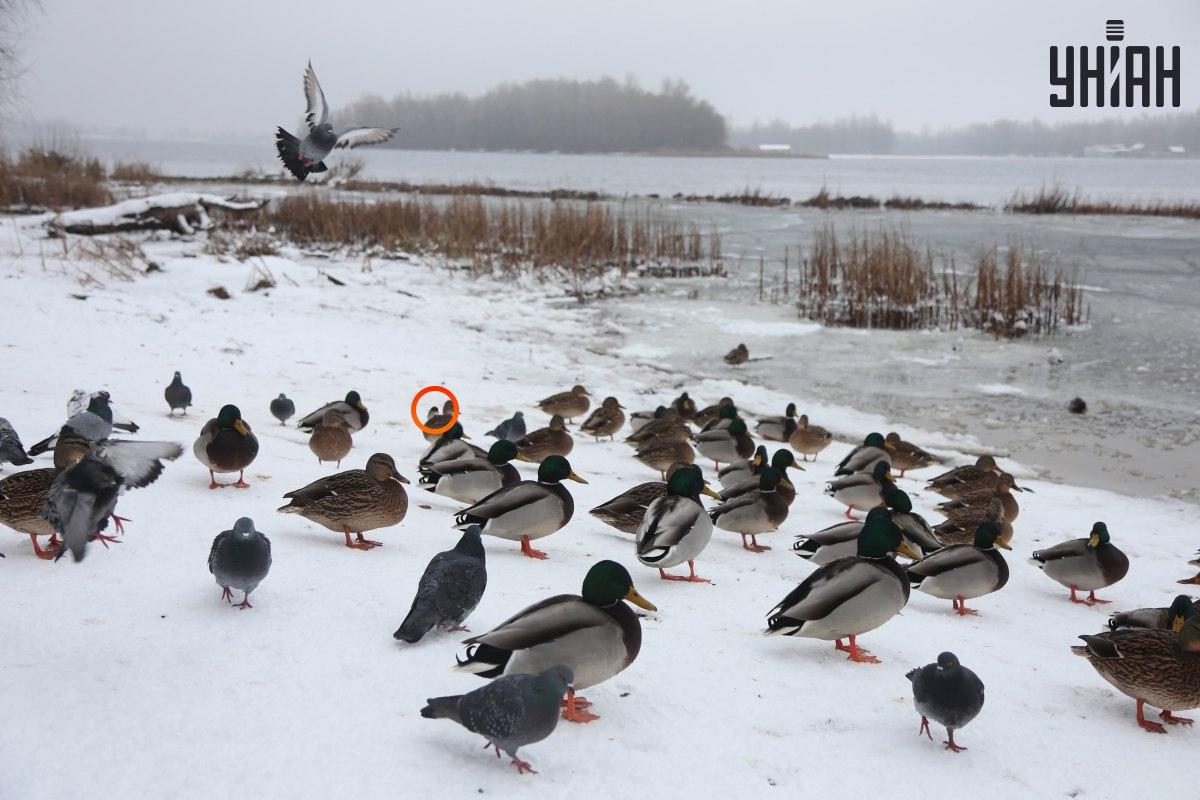 Varpunen piileskeli lähellä optisen illuusion / kollaasin keskustaa valokuvilla Moje