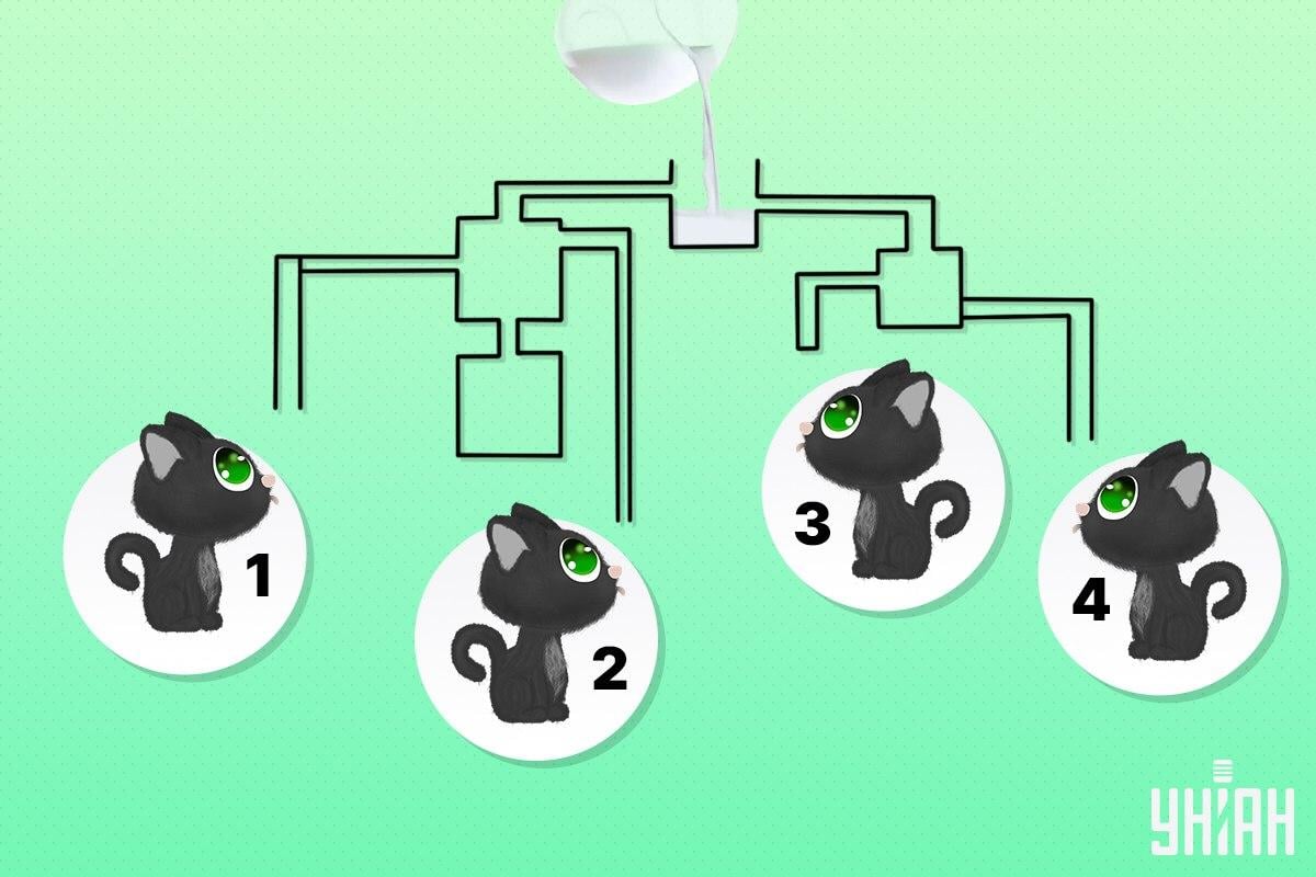 Etsi kissa, joka voi juoda maitoa ensimmäisenä / Moje-kollaasi