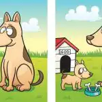 ÄO-testi: löydä 5 eroa koiran ja pennun kuvasta 45 sekunnissa ÄO-testi: löydä 5 eroa koiran ja pennun kuvasta 45 sekunnissa