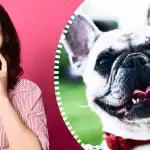 Erittäin monimutkainen optinen illuusio: vain todellinen etsivä löytää koiran 10