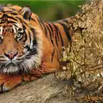 Hämmentävä arvoitus uskomattomalla vastauksella: sinun täytyy löytää tiikeri metsästä