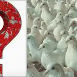 Kaikki näkevät kyyhkysiä, mutta ylpeä lokki on löydettävä 10 sekunnissa: