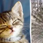 Kaikki näkevät riikinkukon, ja vain ihmiset, joilla on korkea älykkyysosamäärä, löytävät kissanpennun 10 sekunnissa: outo illuusio Kaikki näkevät riikinkukon, ja vain ihmiset, joilla on korkea älykkyysosamäärä,