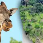 Löydä kaikki kuvan eläimet 10 sekunnissa: arvoitus, jota kaikki eivät