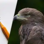 Löydä kotka 8 sekunnissa: hankala optinen illuusio älykkyysosamääräsi testaamiseen