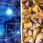 Nopea älykkyystesti temppulla: löydä kolme kilpikonnaa lehtien joukosta 9 sekunnissa Nopea älykkyystesti temppulla: löydä kolme kilpikonnaa lehtien joukosta 9 sekunnissa