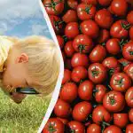 Nopea älykkyystesti: vain harvat löytävät tomaattien joukosta granaattiomenaa