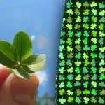 Onnenpulma: löydä neliapila 11 sekunnissa