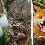 Optinen illuusio näyttää, mikä älykkyysosamäärä sinulla on: sinun täytyy löytää