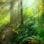 Rebus niille, joilla on erinomainen näkö: sinun täytyy löytää käärme