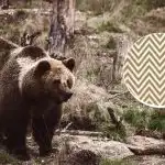 Sinun on löydettävä karhu 11 sekunnissa: optinen harha tarkkaavaisille: