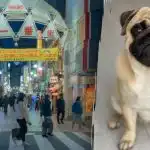 Sinun täytyy löytää kuvassa oleva mopsi 10 sekunnissa: hämmentävä optinen