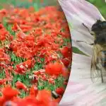 Vaikein optinen harha: sinun täytyy löytää mehiläinen unikon joukosta Vaikein optinen harha: sinun täytyy löytää mehiläinen unikon joukosta