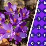 Vain 1 % ihmisistä löytää sanan "krookus" 11 sekunnissa: erittäin