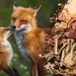 Vain 15 sekuntia löytää kettu: arvoitus kierteellä, jonka vain harvat