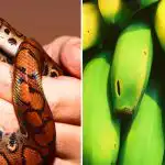 Vain harvat pystyvät tähän: vain ihmiset, joilla on korkea älykkyysosamäärä,