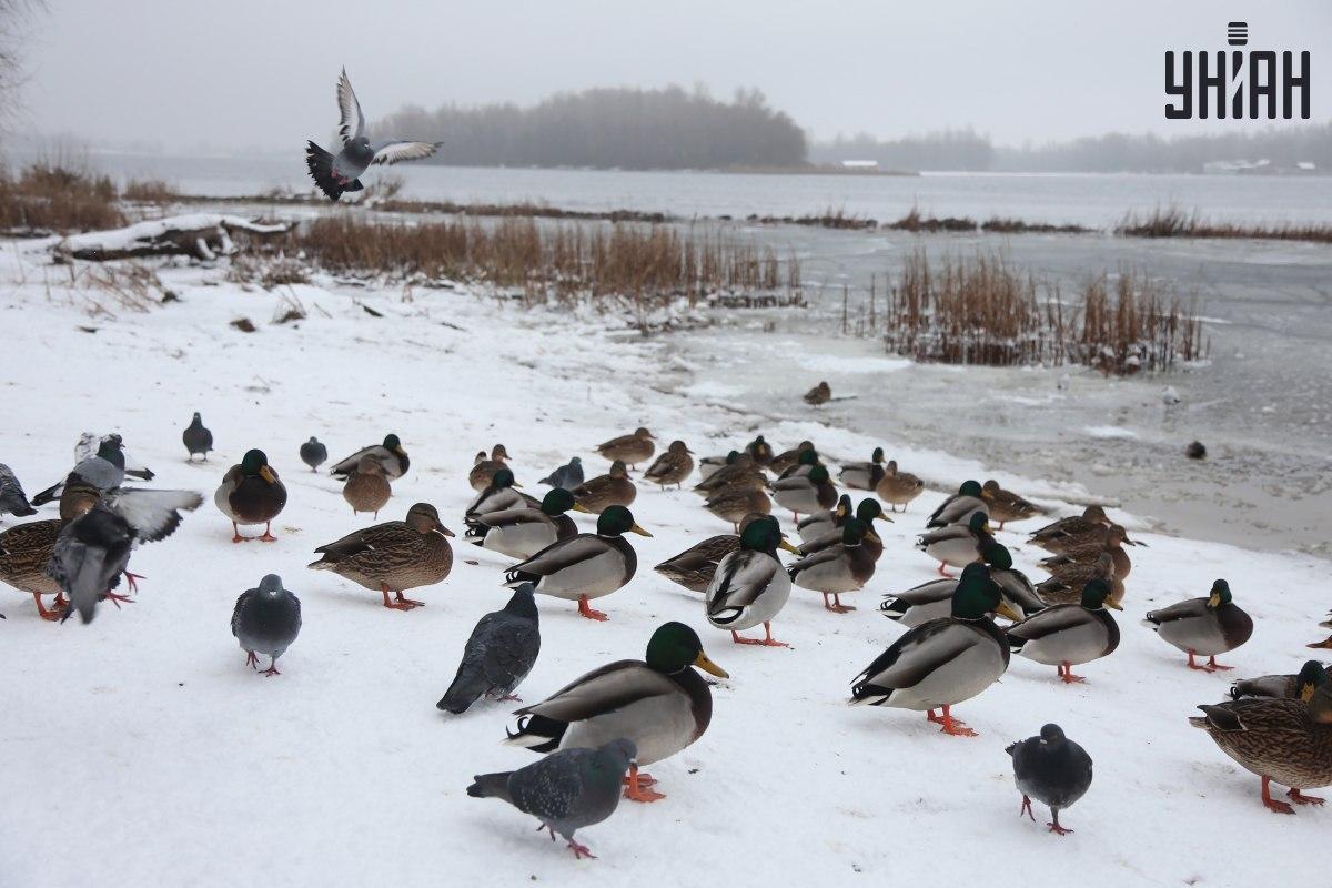 Löydä varpunen sekunneissa / kollaasi valokuvilla Moje
