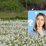 Vain ihmiset, joilla on hämmästyttävä älykkyysosamäärä, löytävät haikaran 9 sekunnissa: