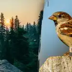 Vain ihmiset, joilla on "haukkanäkö", voivat löytää varpusen 7 sekunnissa: