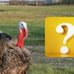 Vain IQ-jättiläinen löytää varpuneen 10 sekunnissa: testaa itsesi