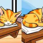 Vain tarkkaavaisimmat löytävät 3 eroa kuvasta kissan kanssa 12 sekunnissa: