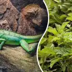 Vain terävimmat silmät löytävät liskon 3 sekunnissa: äärimmäinen arvoitus tarkkaavaisuudelle Vain terävimmat silmät löytävät liskon 3 sekunnissa: äärimmäinen arvoitus tarkkaavaisuudelle