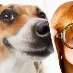 Vain todellinen IQ-titaani näkee koiran lumessa 10 sekunnissa: henkeäsalpaava optinen