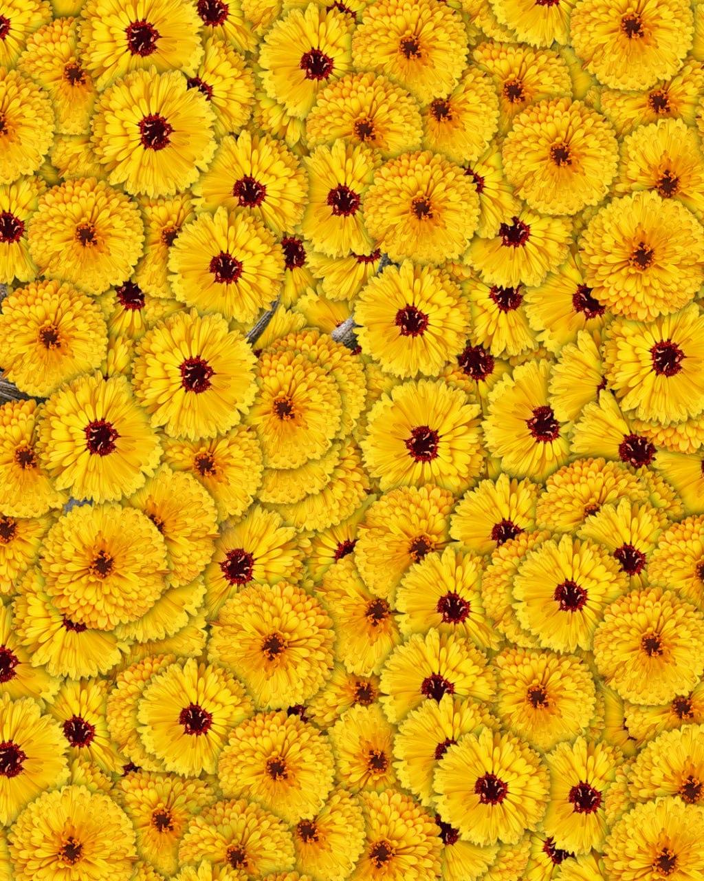 Vain yksi kymmenestä löytää kuvasta peuran 7 sekunnissa: erittäin monimutkainen optinen harha